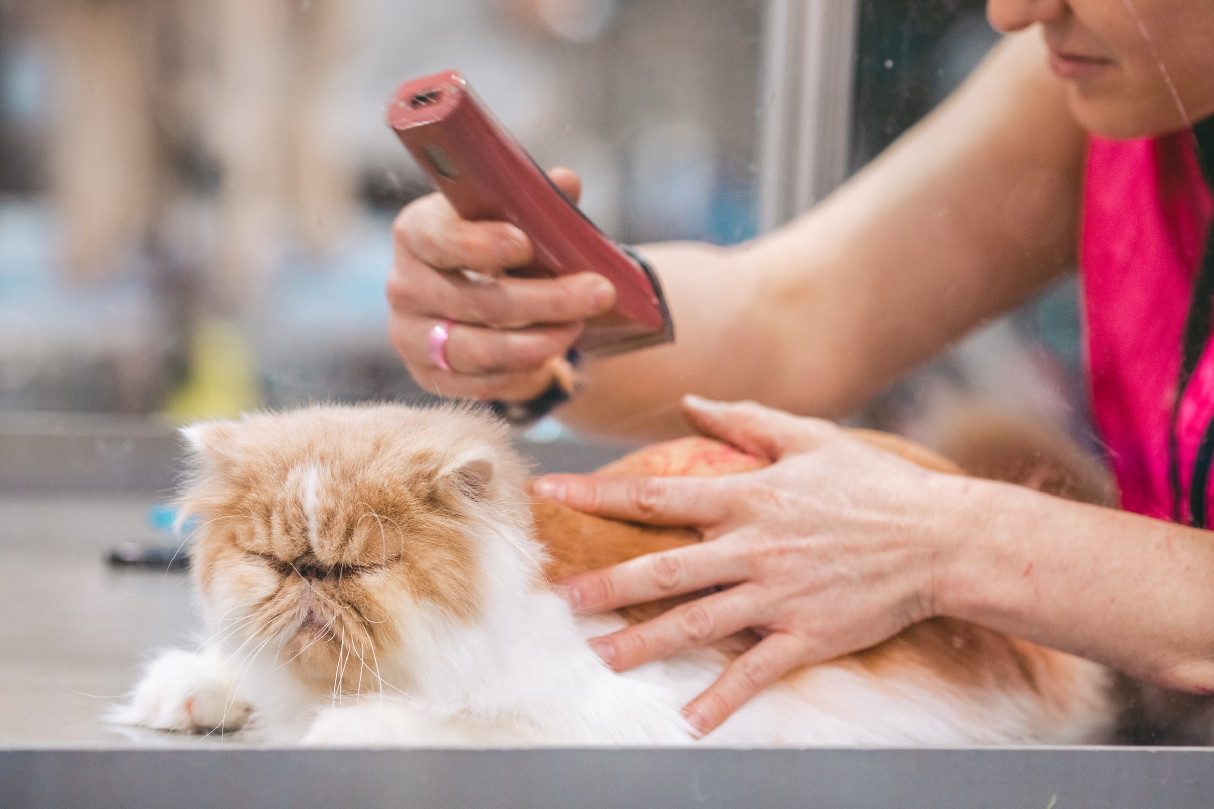 Cat skin care